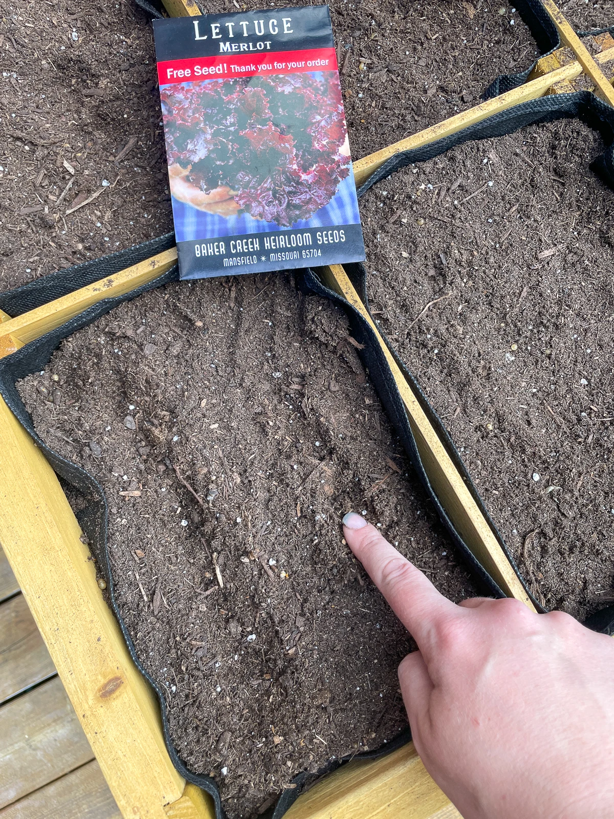 creating rows for sowing lettuce seeds in a grow bag