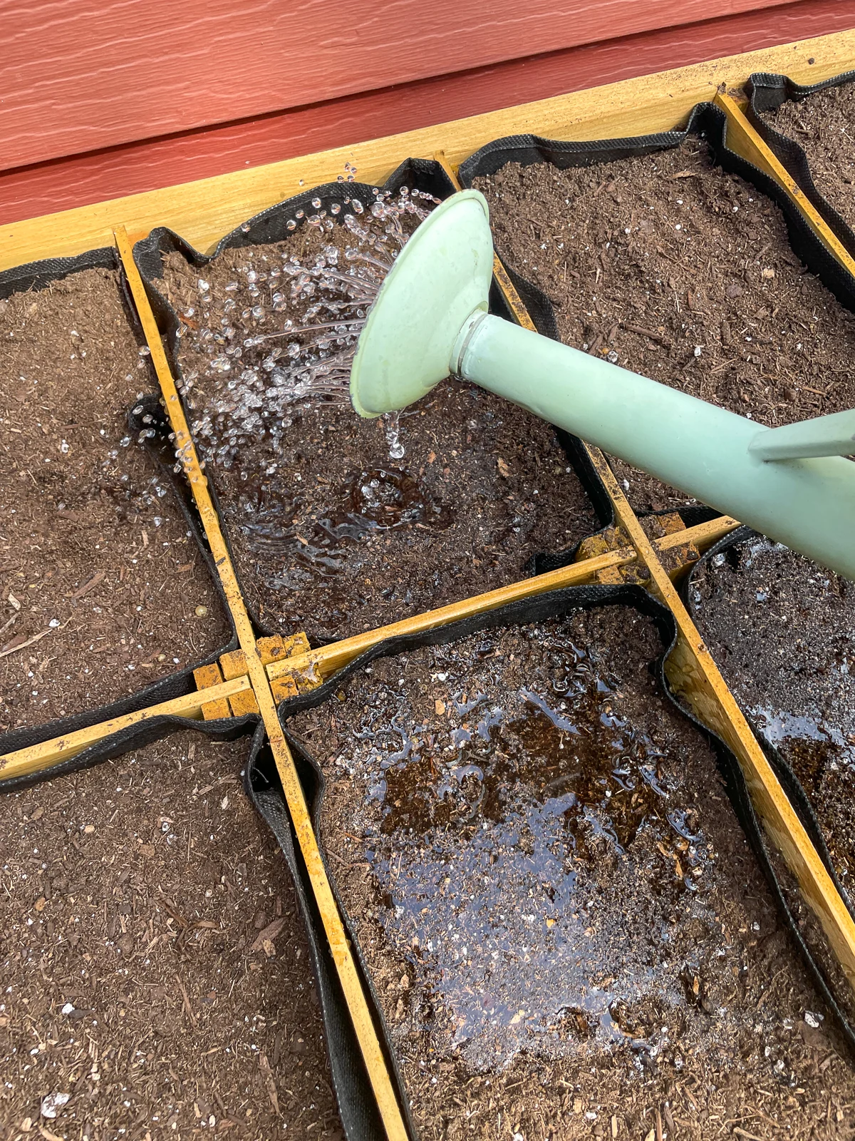 watering lettuce seeds after planting