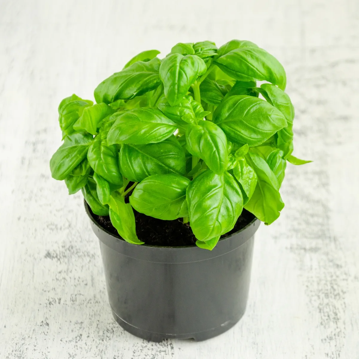 many basil seedlings in one pot