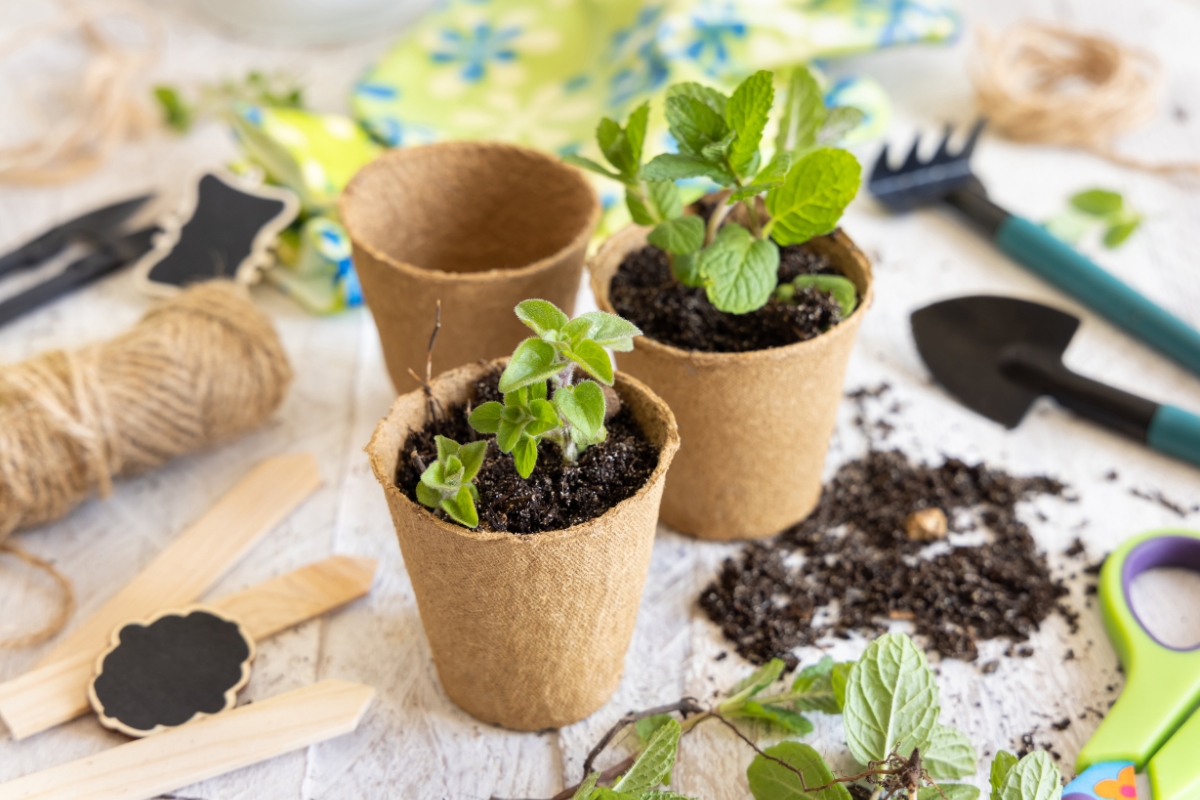mint seedlings transplanted into four inch pots