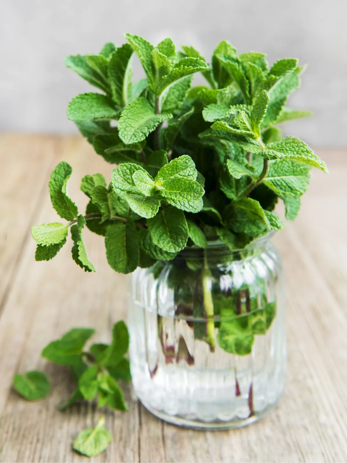 fresh mint stored in a jar of water