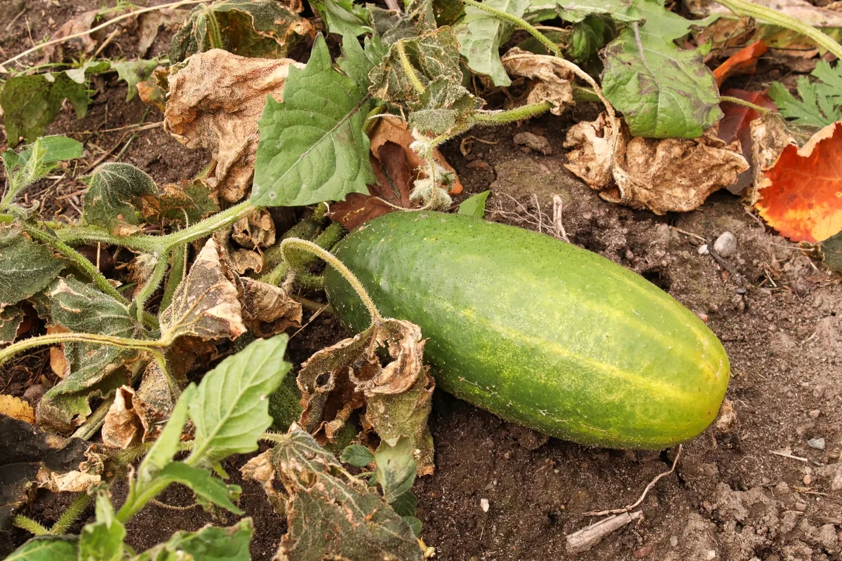 overripe cucumber on vine on the ground