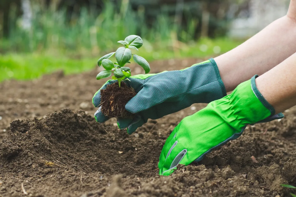 planting basil in the ground