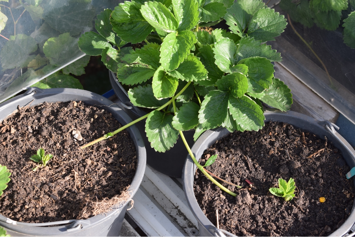 propagating strawberry runners in pots