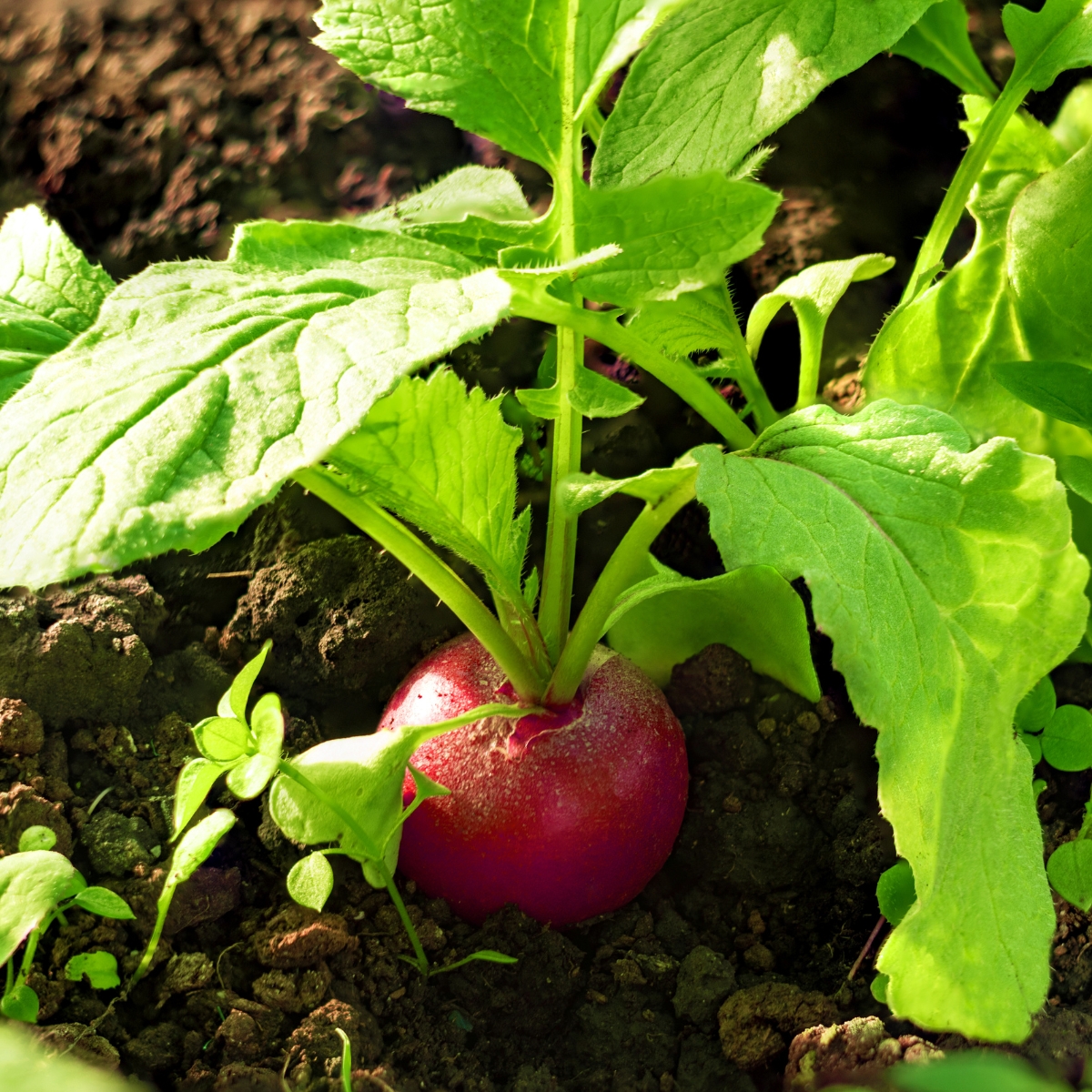 growing radishes from seed