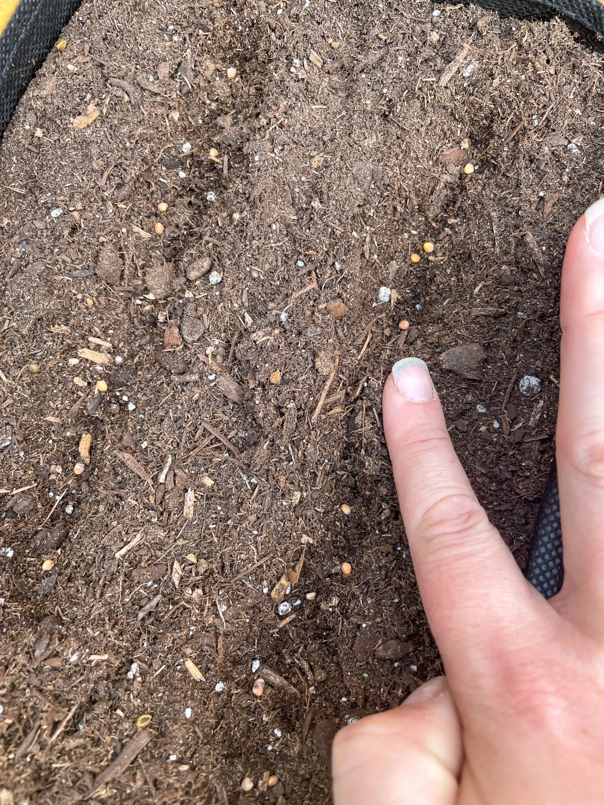 covering radish seeds with soil