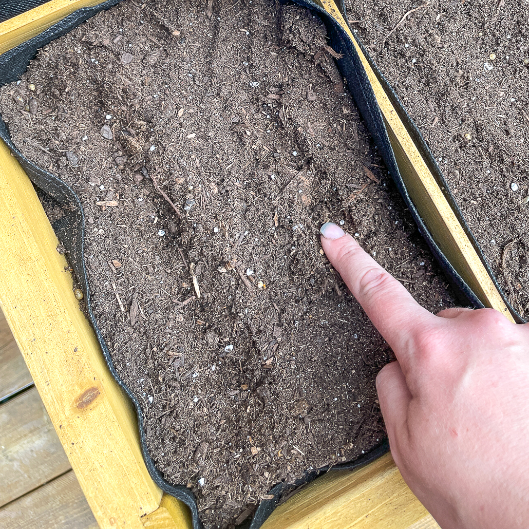 making a shallow trench in the soil for radish seeds