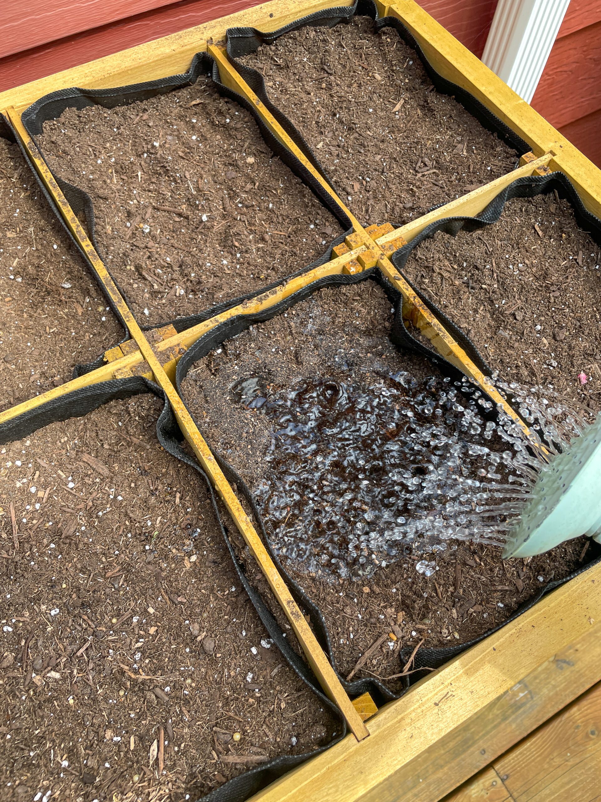watering radish seeds after planting