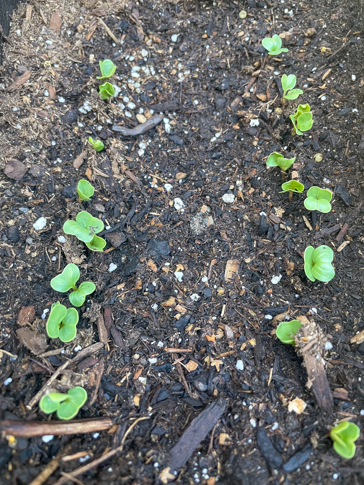 radish seedlings three days after planting