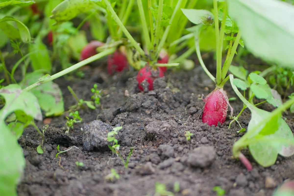 radishes popping out of the ground when ready for harvesting