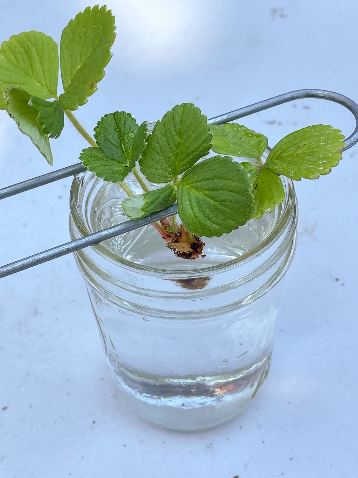 rooting strawberry runners in water