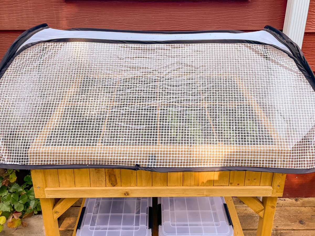 cover over radish seedlings