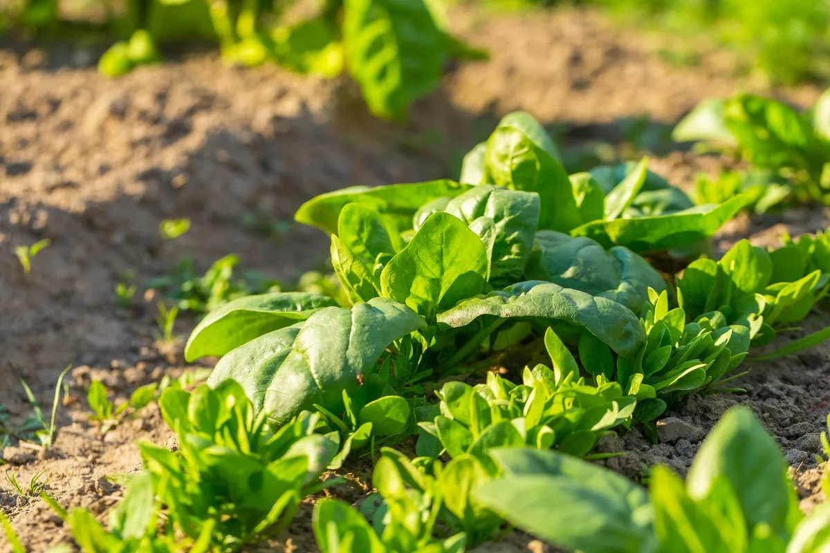 spinach growing in rows