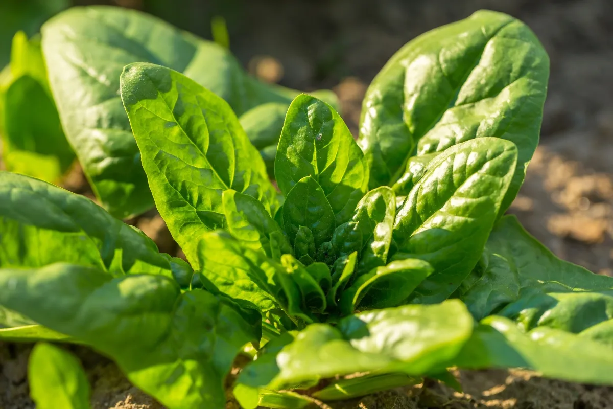 spinach plant growing in full sun