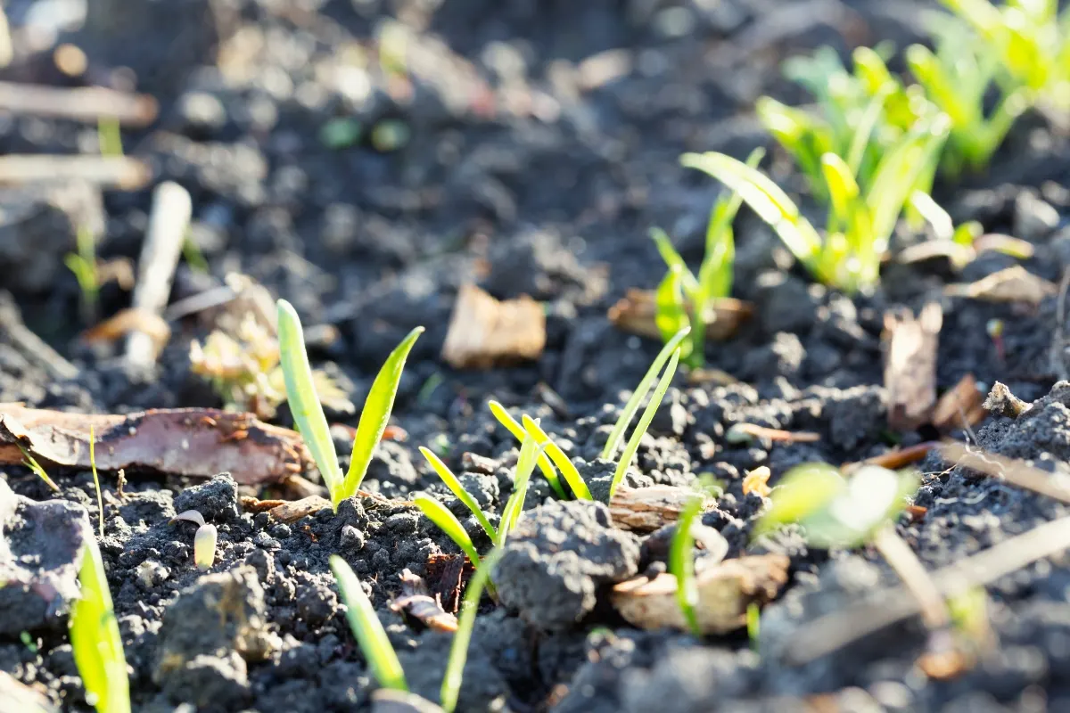 spinach seedlings