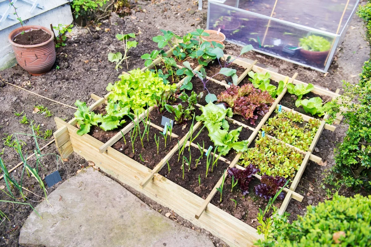 square foot garden