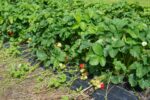 What to do with strawberry runners - growhappierplants.com