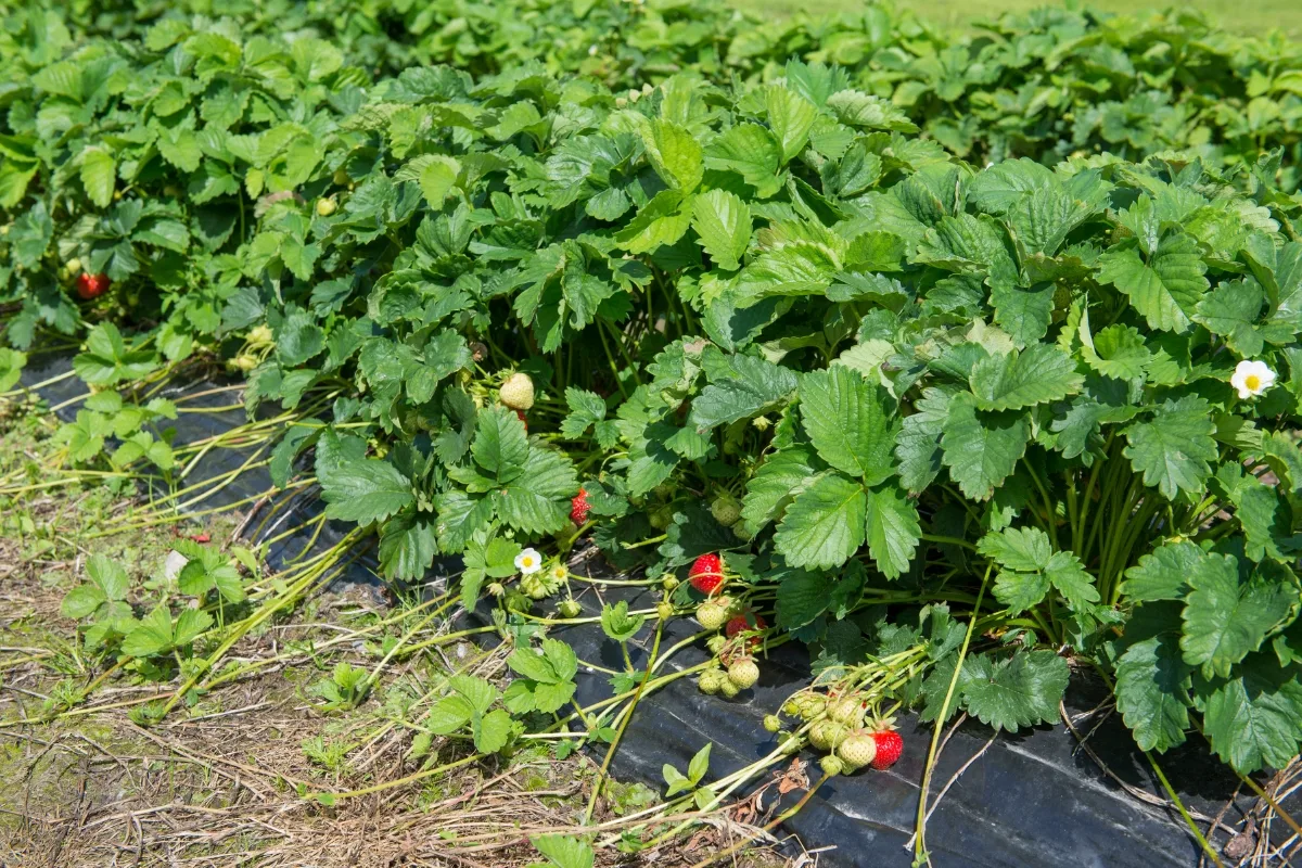 strawberry field with runners