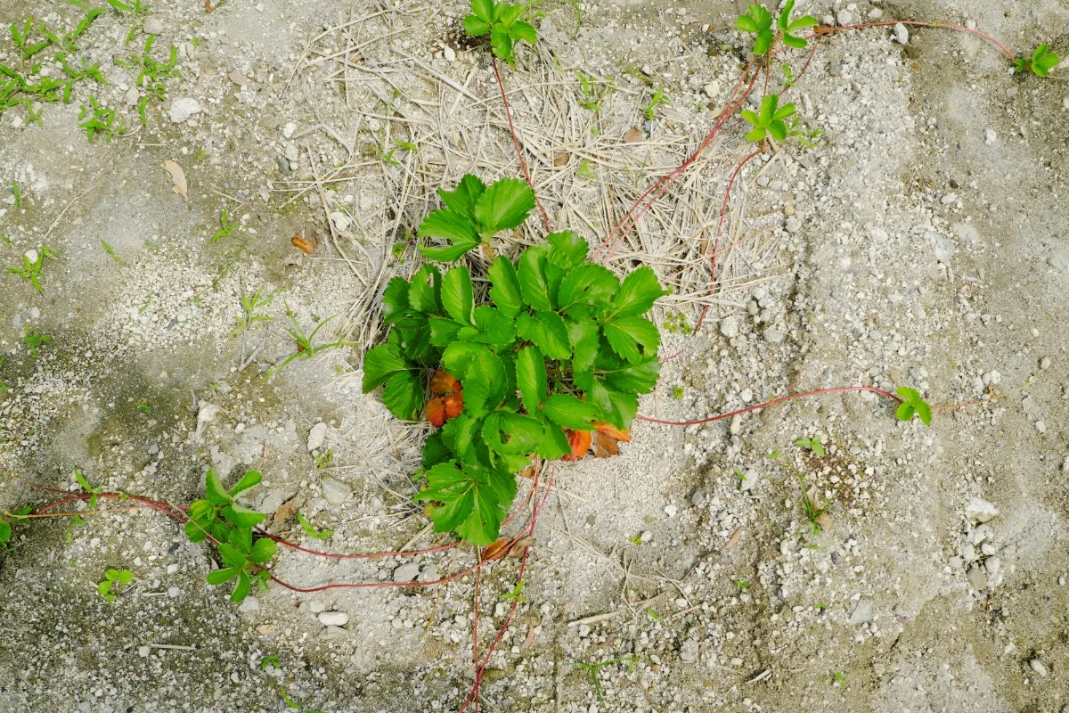 strawberry plant with multiple runners