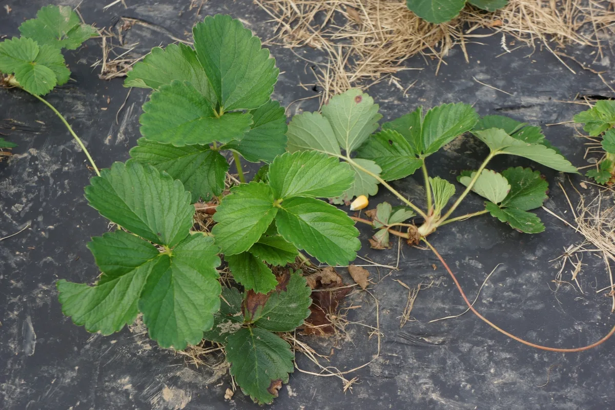 strawberry plant with runners and no fruit