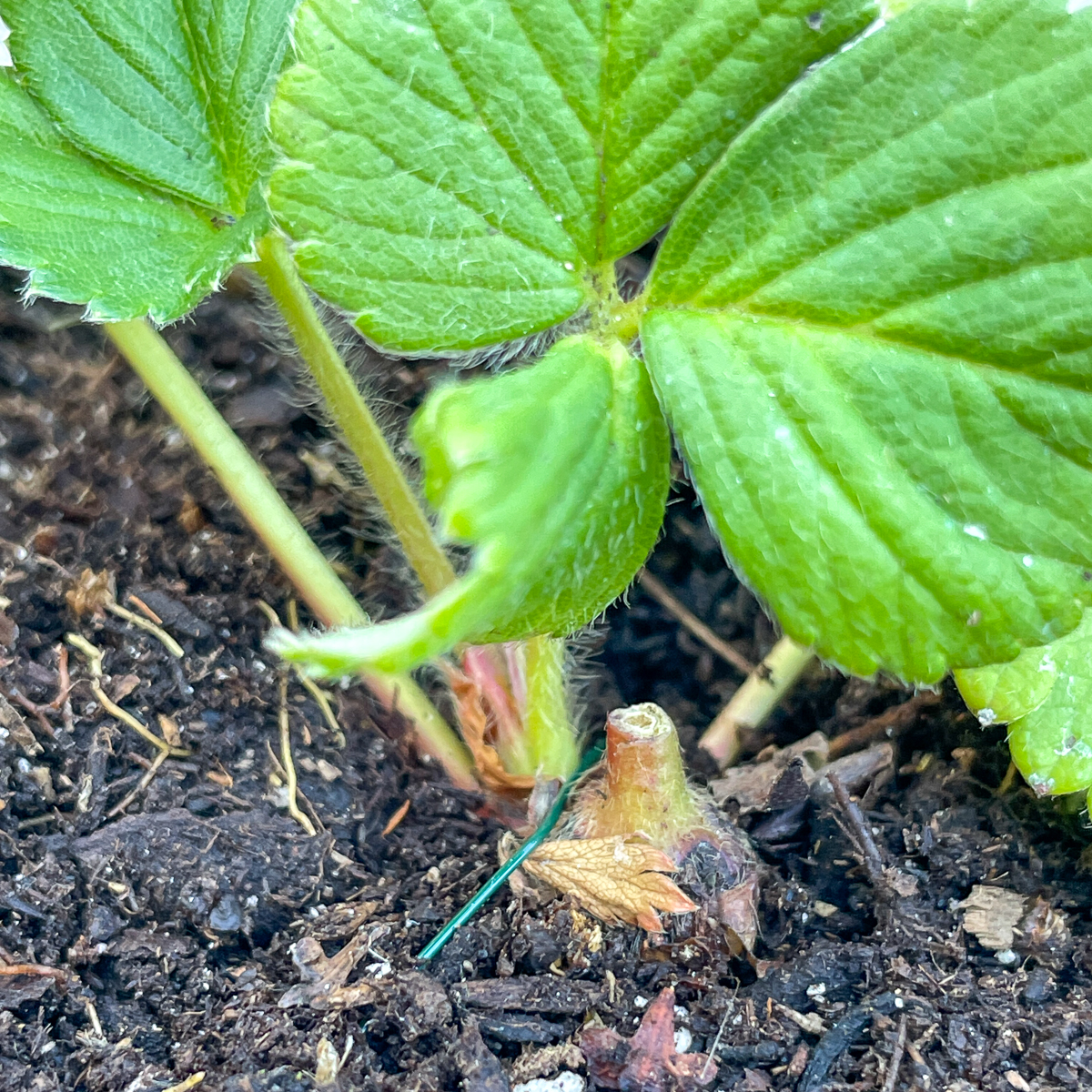 strawberry runner pinned to the soil surface to encourage rooting