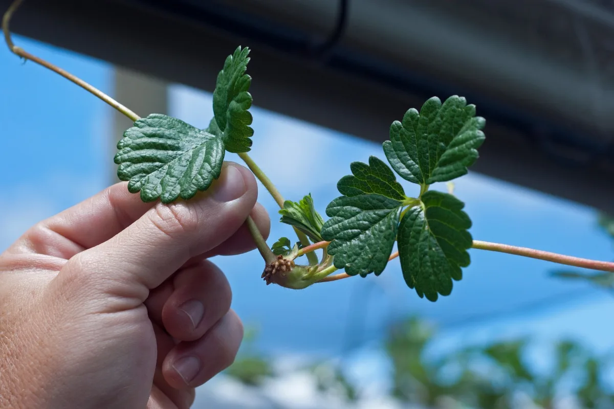 strawberry runner with plantlet