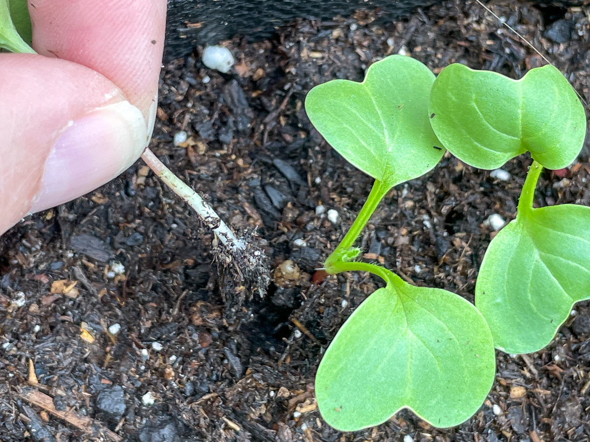 thinning radish seedlings