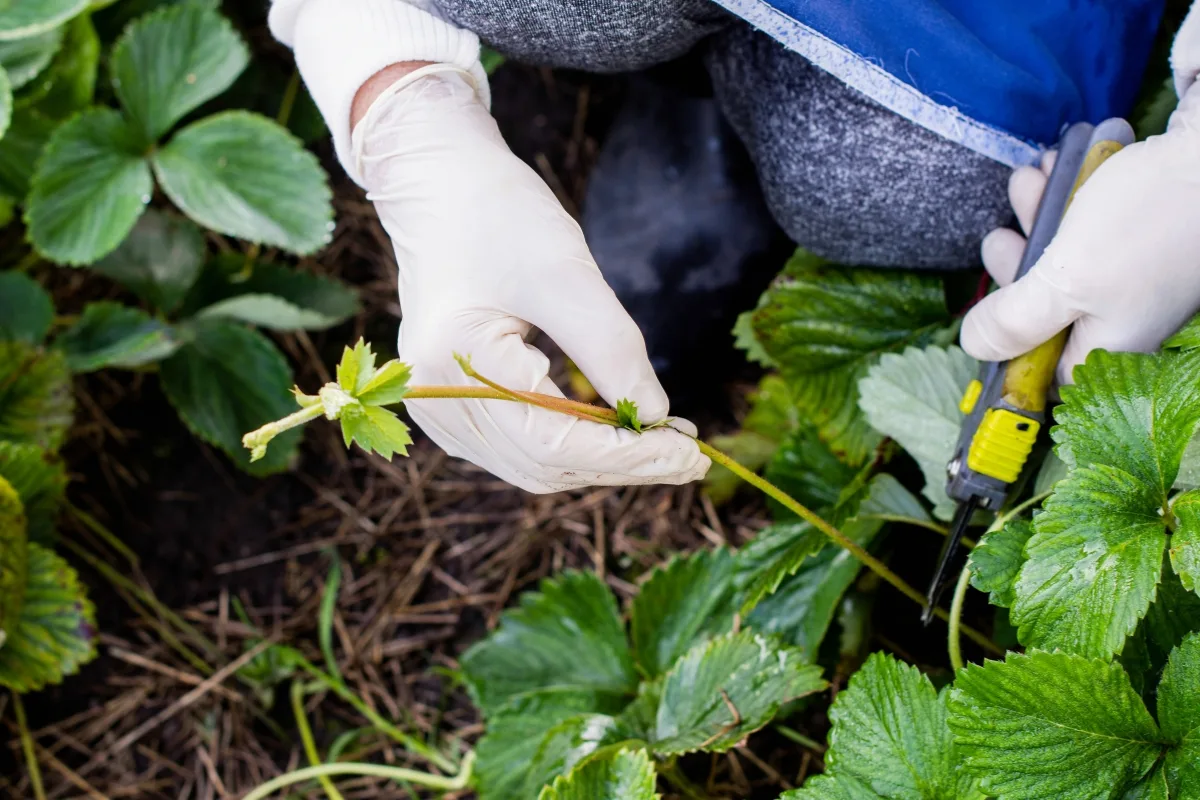 trimming a strawberry runner off the mother plant at the end of the season