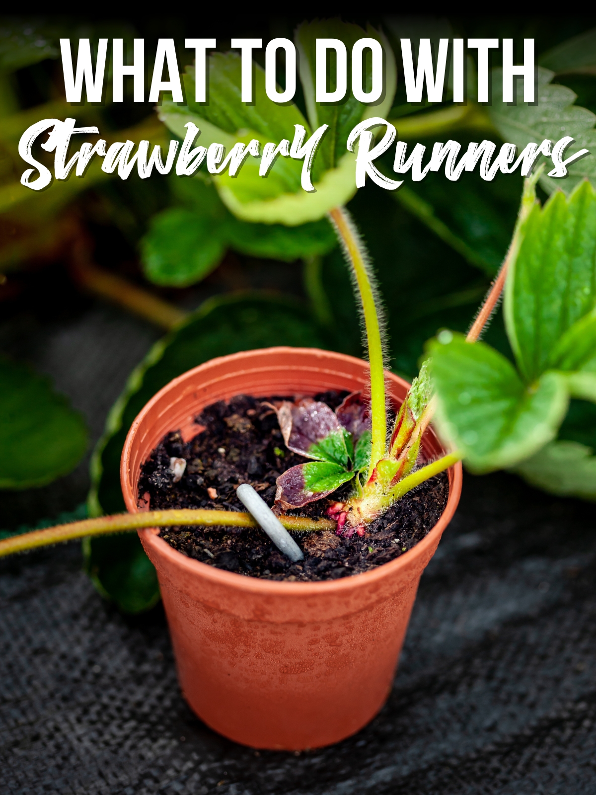 what to do with strawberry runners