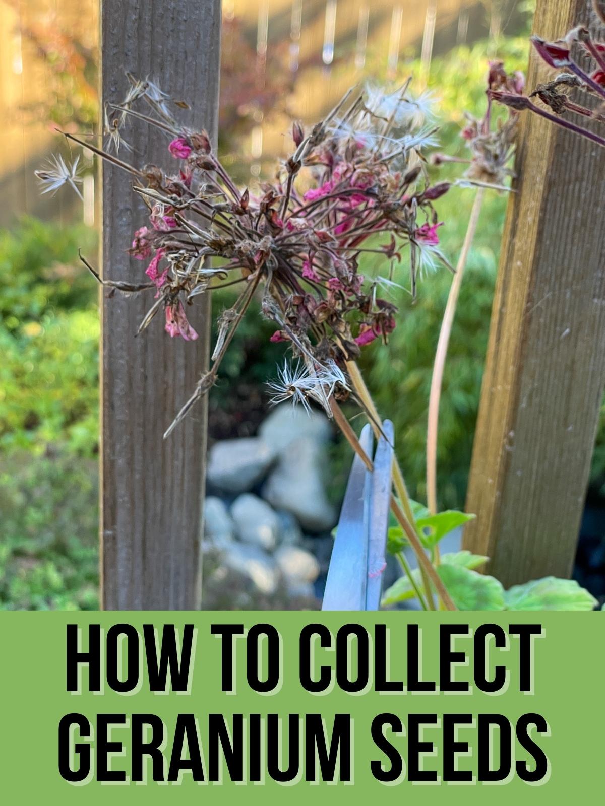how to collect geranium seeds