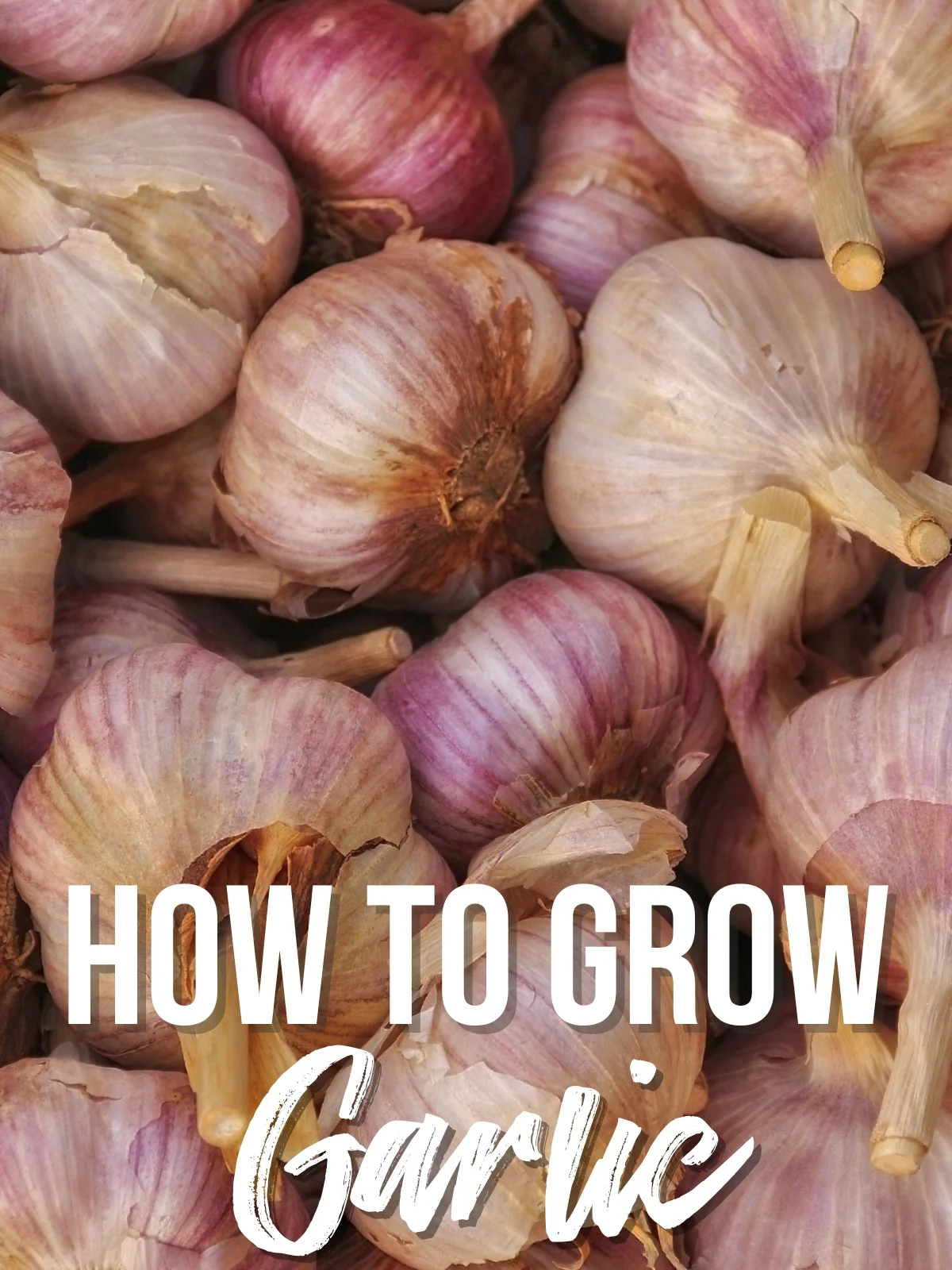 Growing Garlic in the Garlic Grow Bag Kit