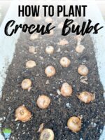 How to Plant Crocus Bulbs in Fall for Spring Blooms - growhappierplants.com