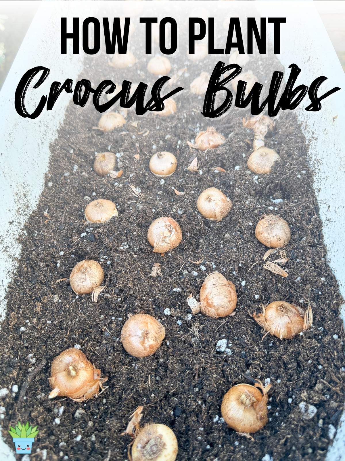 how to plant crocus bulbs