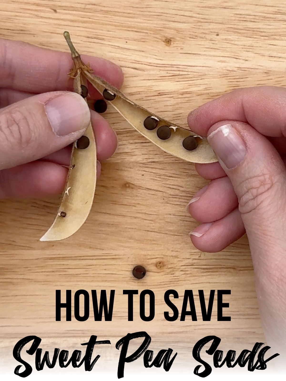 how to save sweet pea seeds