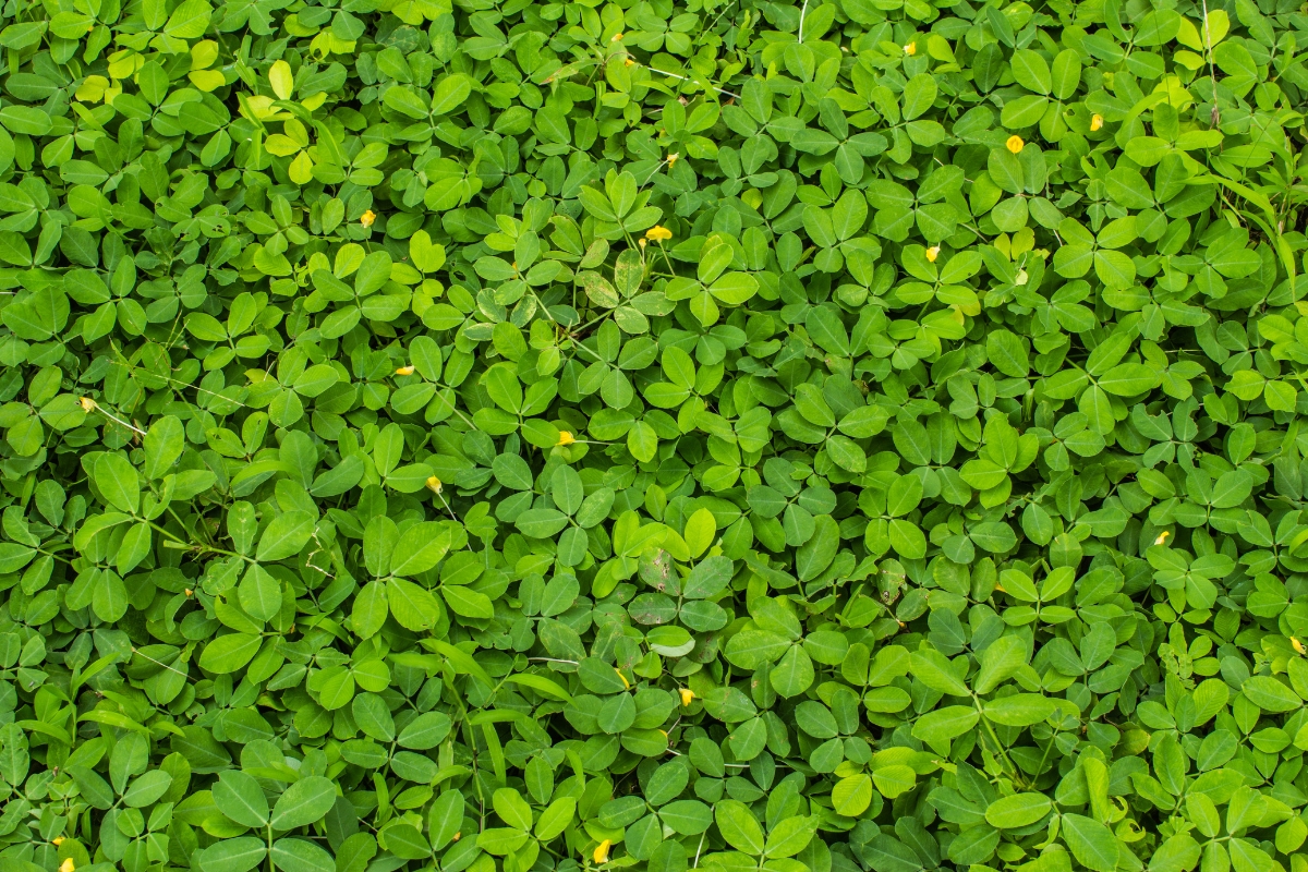 clover cover crop