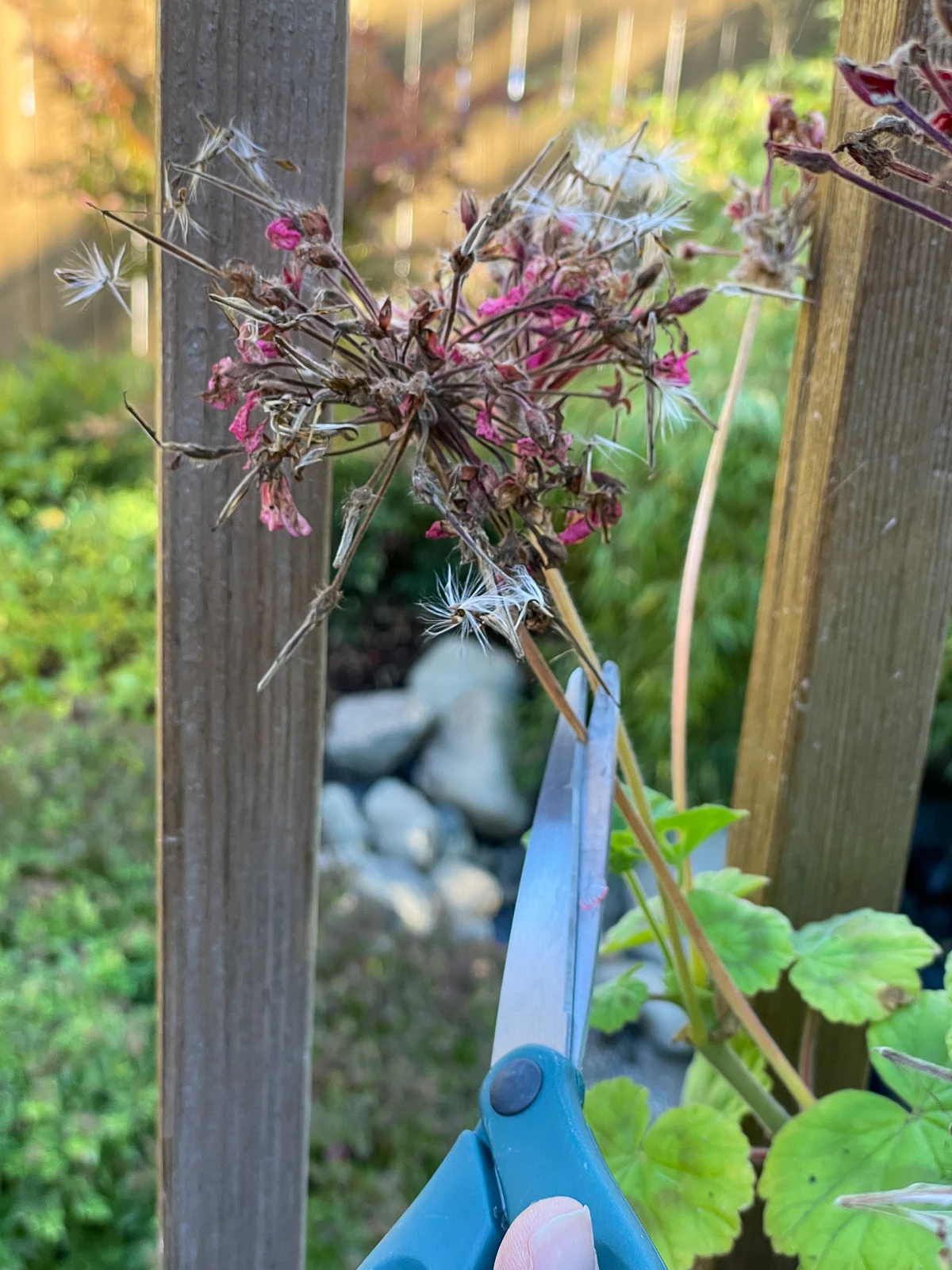 cutting off geranium seed head with scissors