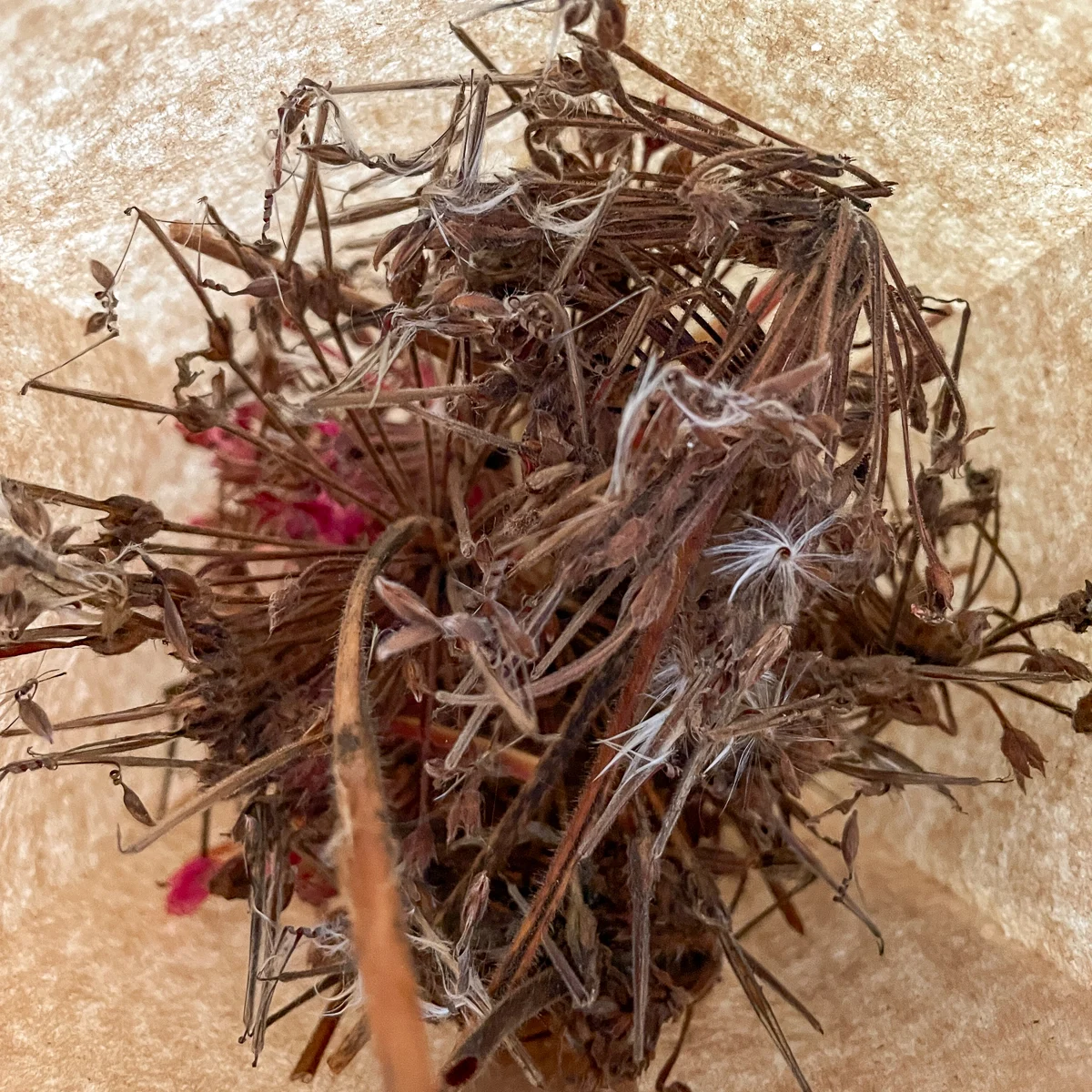 place the geranium seed heads in a paper bag to dry for a few days before harvesting the seeds