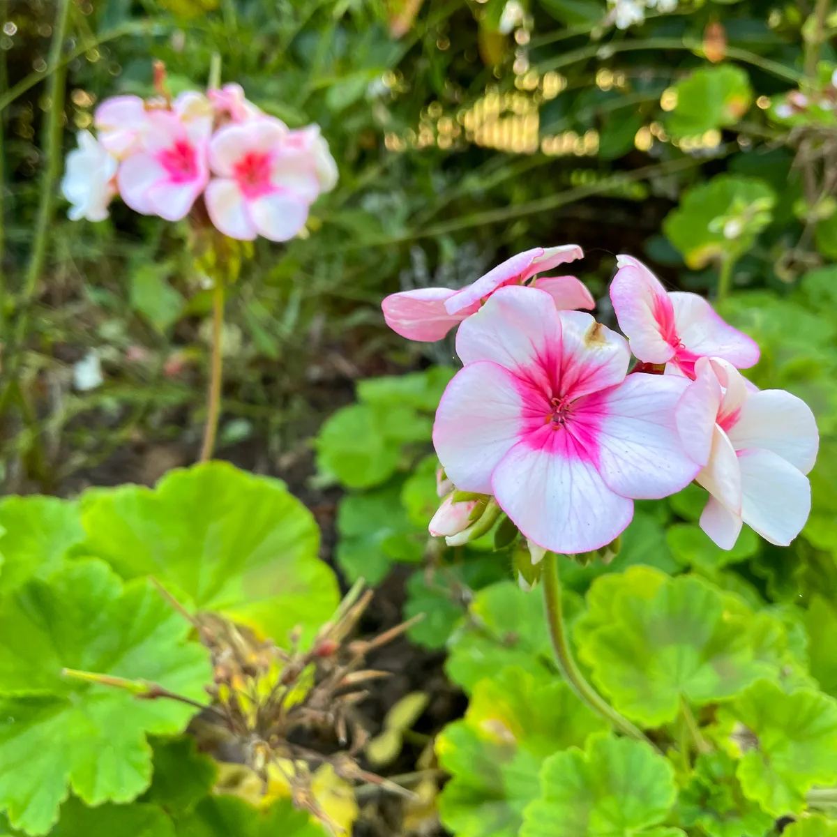 Maverick star geraniums grown from seed