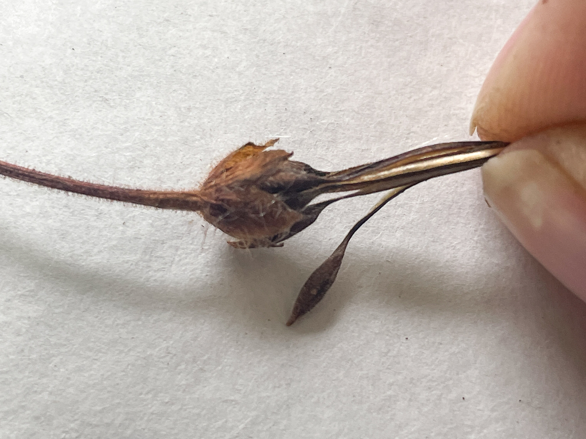 pulling apart a geranium seed pod