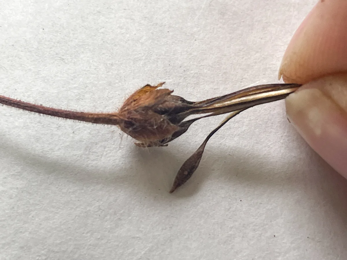 pulling apart a geranium seed pod