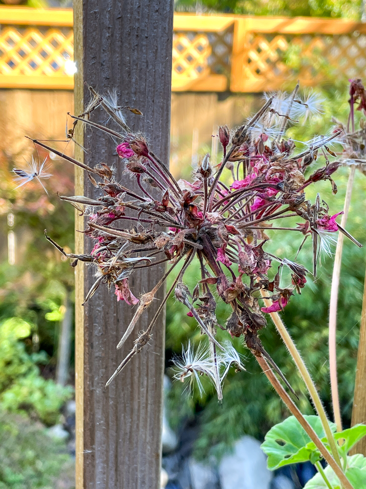 geranium flower head with ripe seed pods