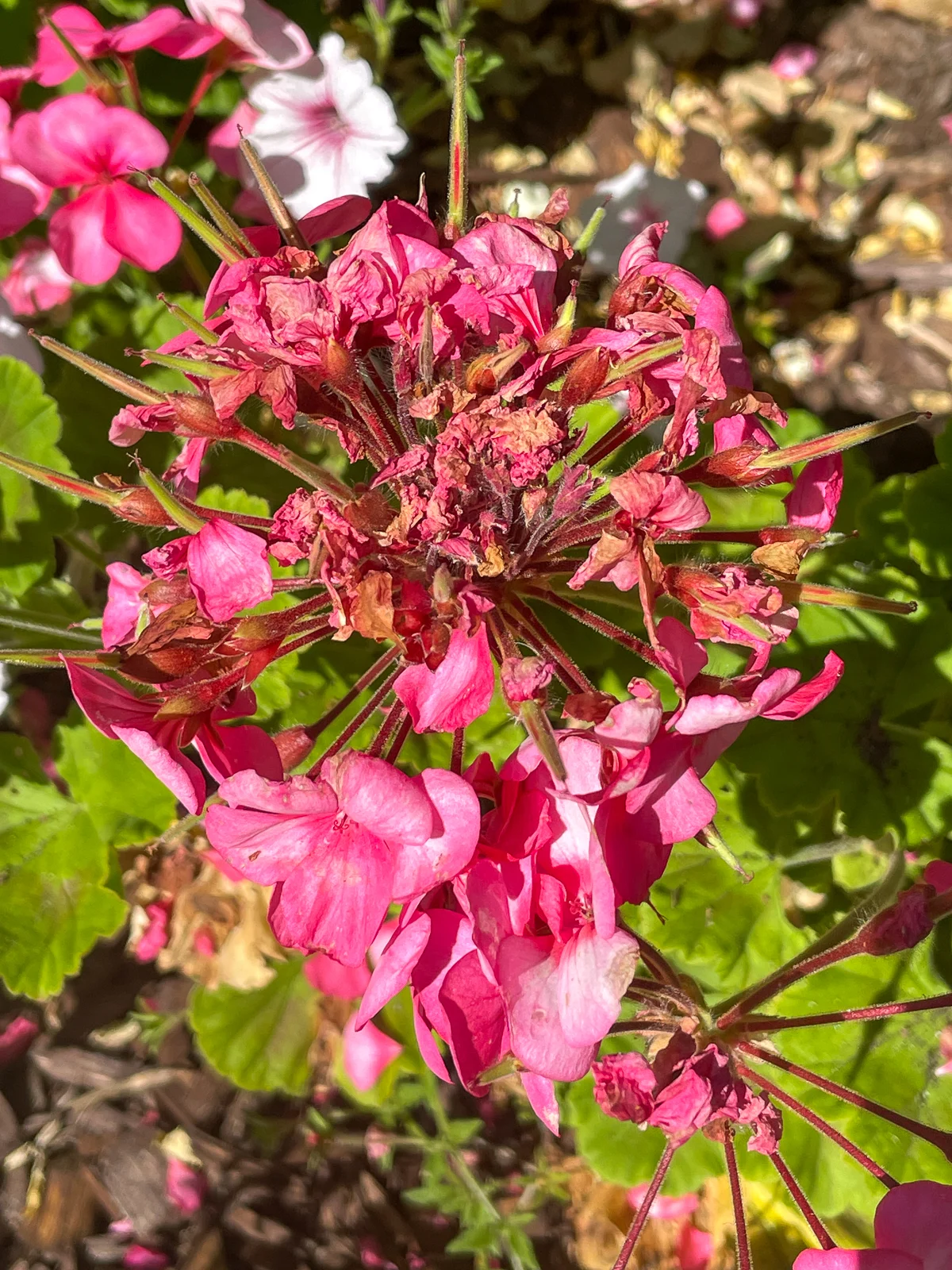 geranium with spent flowers that have not been deadheaded to allow seeds to form