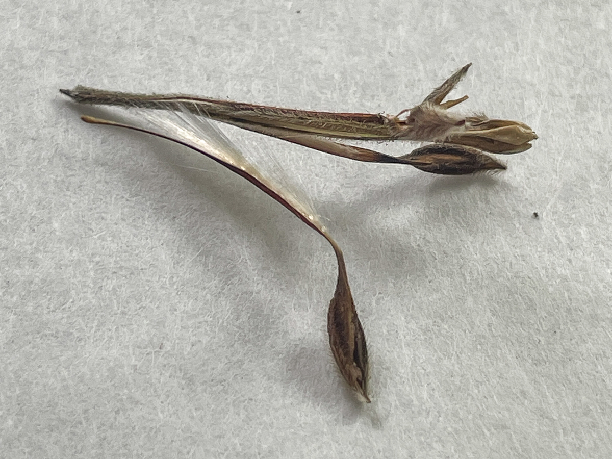 geranium seeds separated from pod with white fluff still attached
