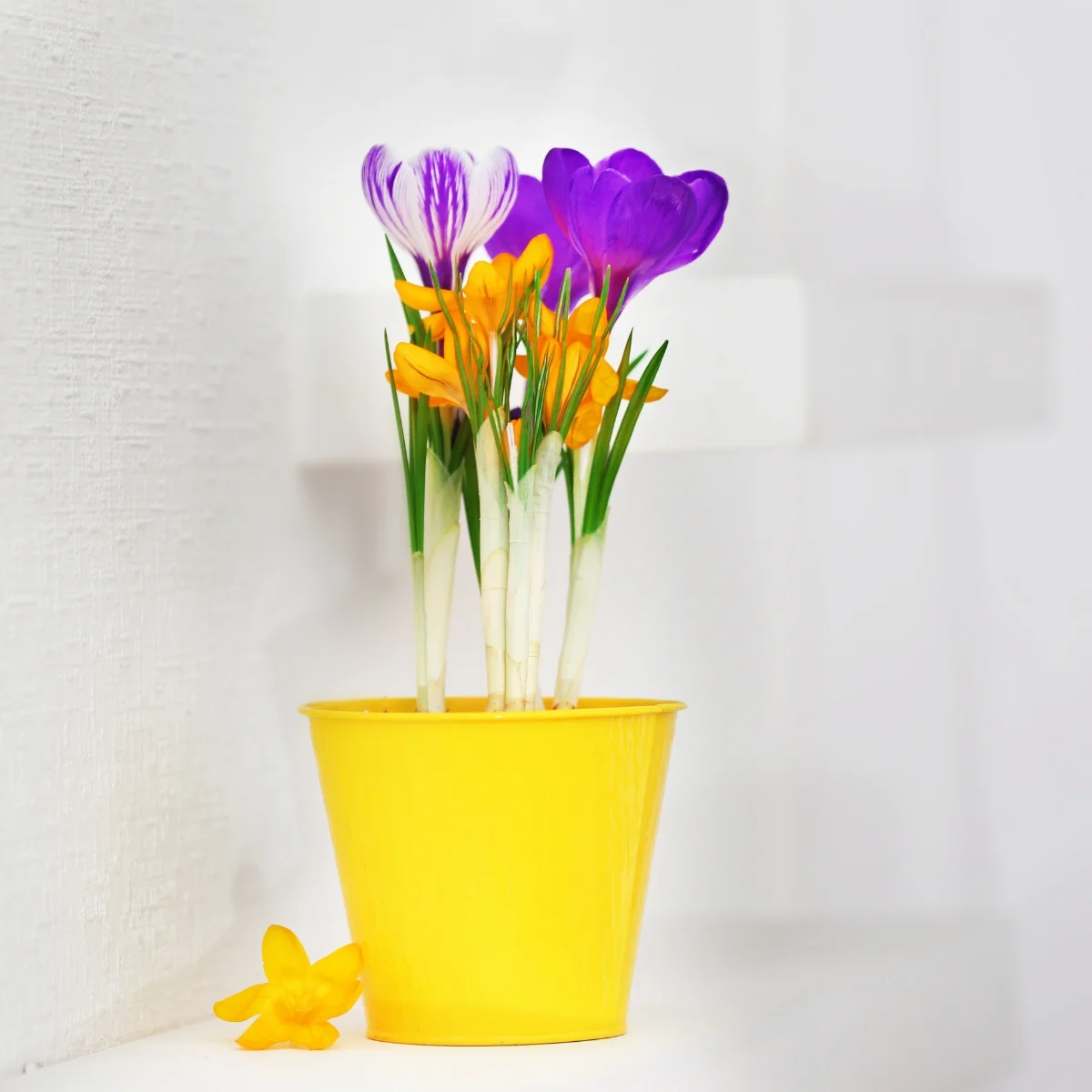 crocus blooming in pot indoors