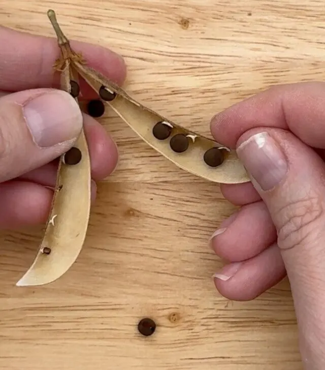 how to collect sweet pea seeds