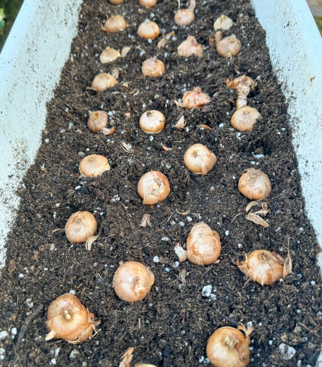 Planted crocus bulbs