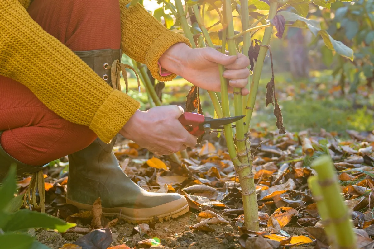 cutting down dahlia stalks to prepare for digging