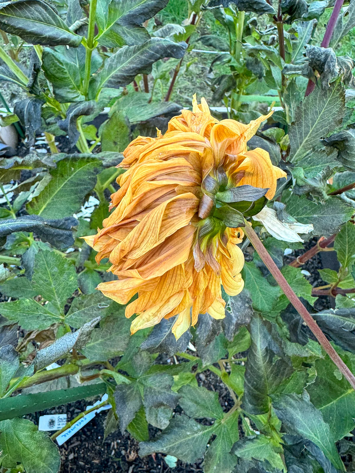 dahlias after a frost