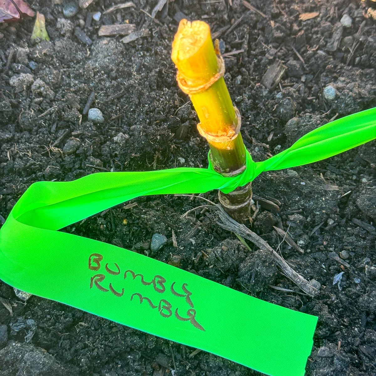 flagging tape label on dahlia stem