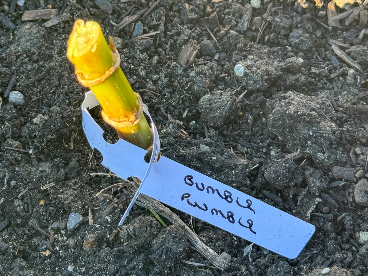 label wrapped around dahlia stem